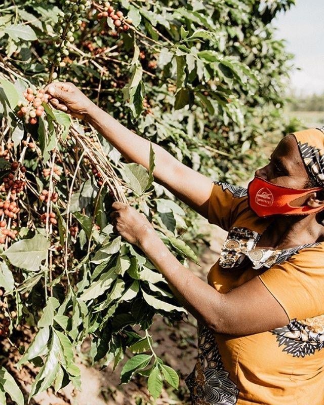 Rwanda / Gisanga / Washed