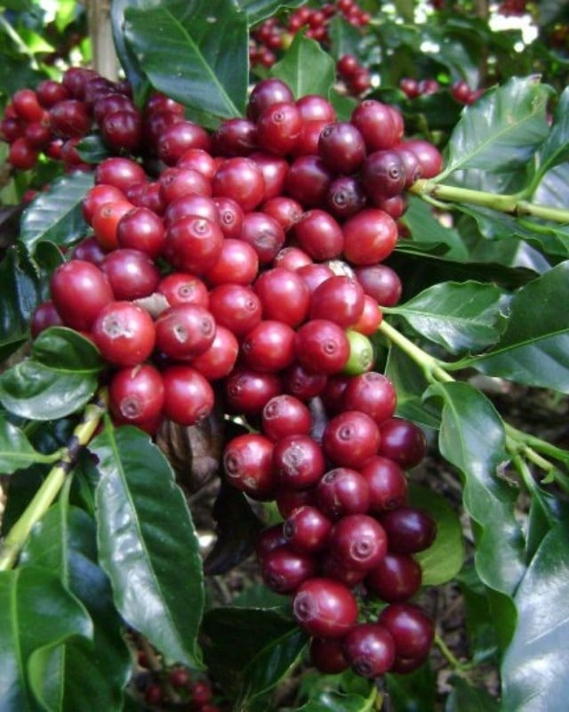 Uber Markt / Specialty Blend