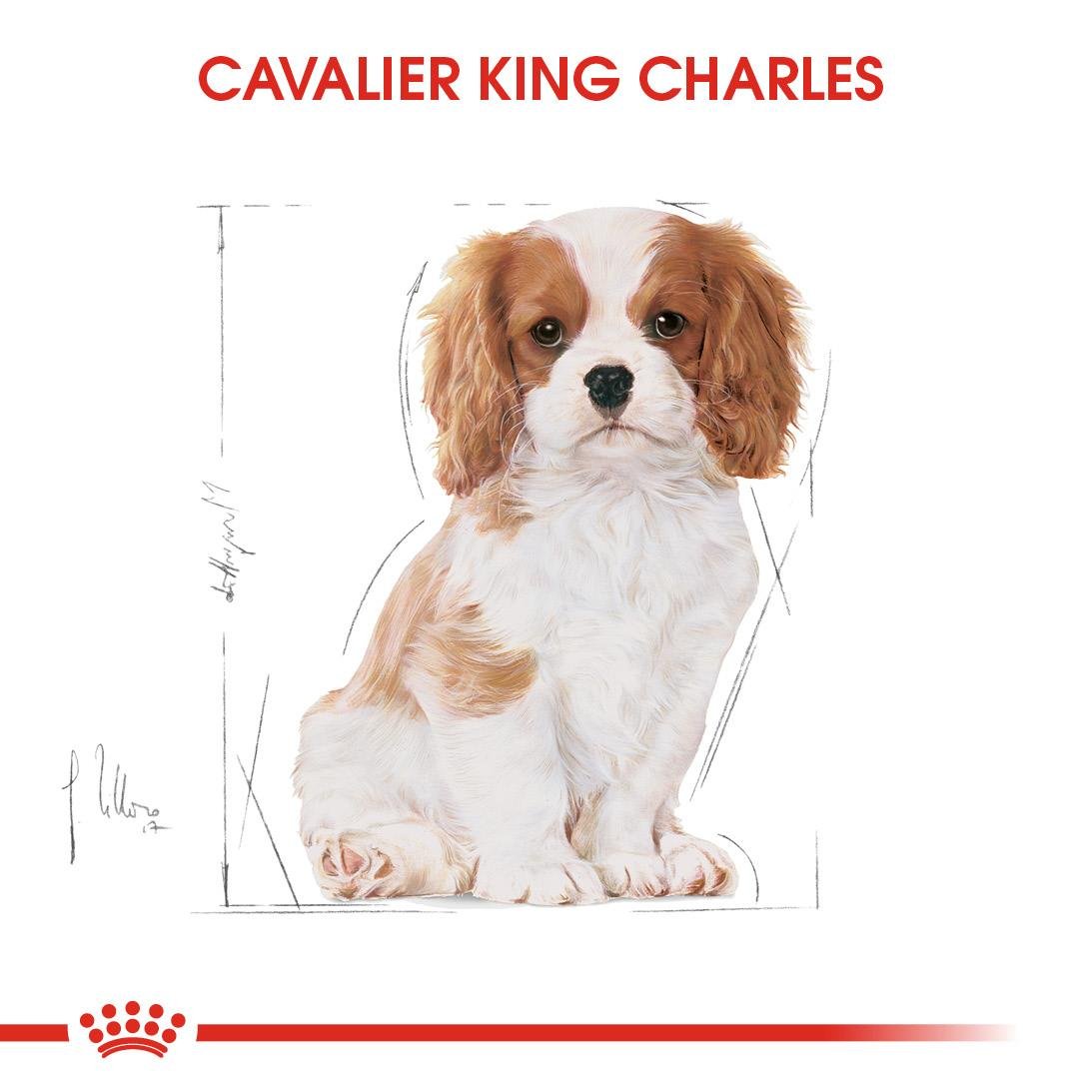 Royal Canin Cavalier King Charles Puppy Yavru Köpek Maması 1.5 Kg