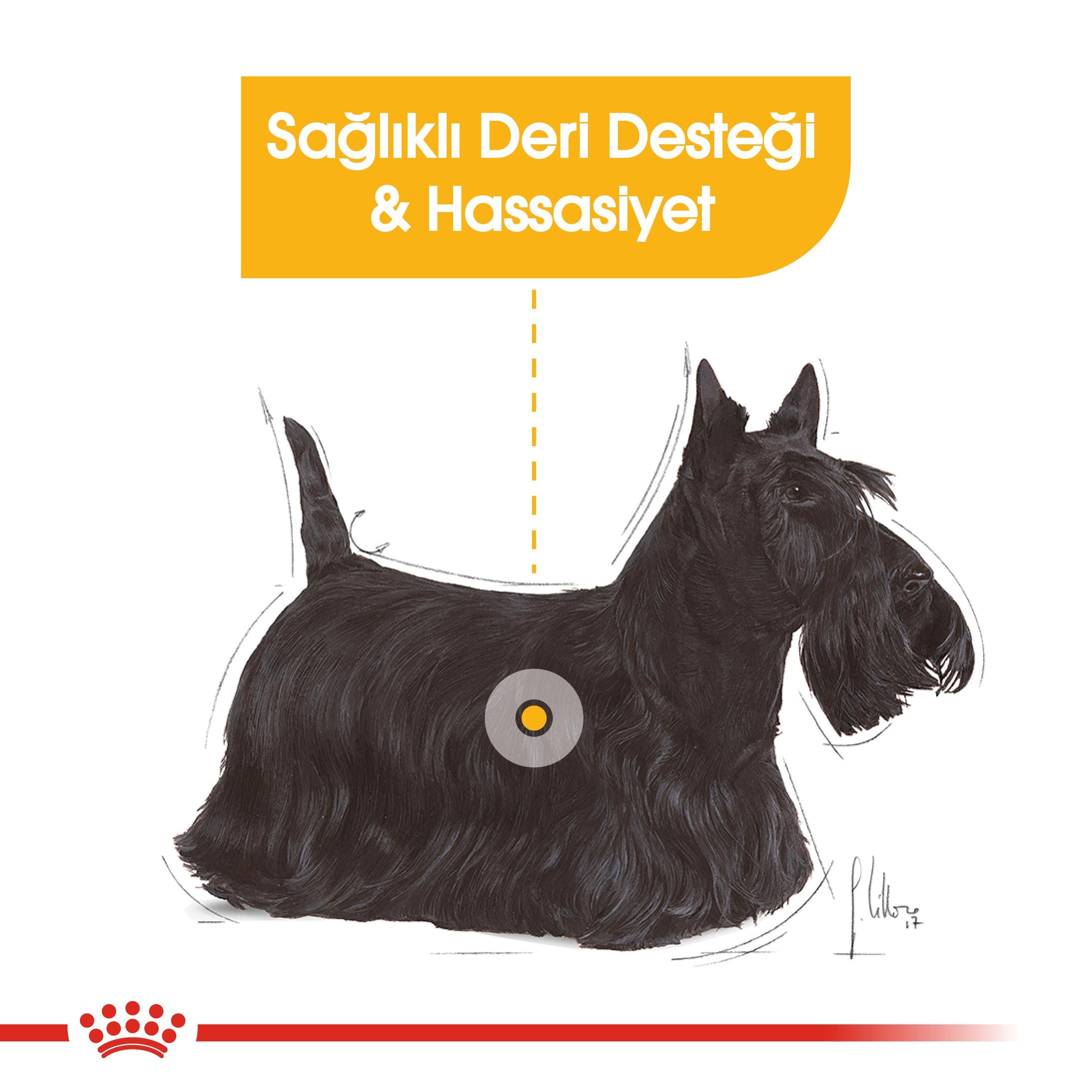 Royal Canin CCN Mini Dermacomfort Küçük Irk Yetişkin Köpek Maması 3 Kg