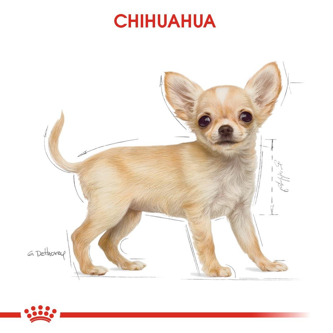 Royal Canin Chihuahua Puppy Yavru Köpek Maması 1.5 Kg