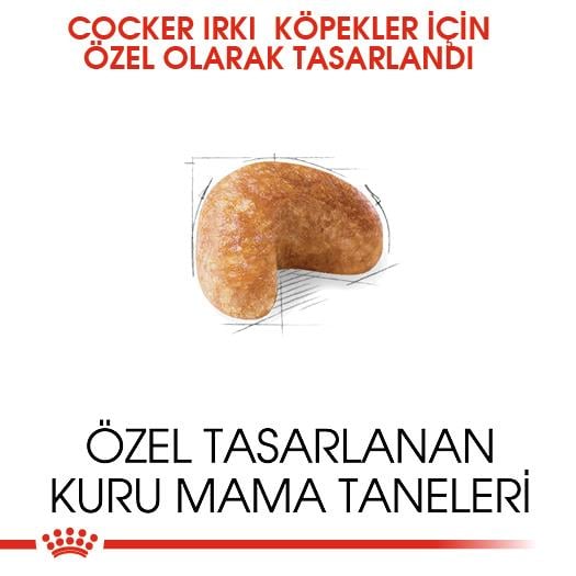 Royal Canin Cocker Adult Yetişkin Köpek Maması 3 Kg