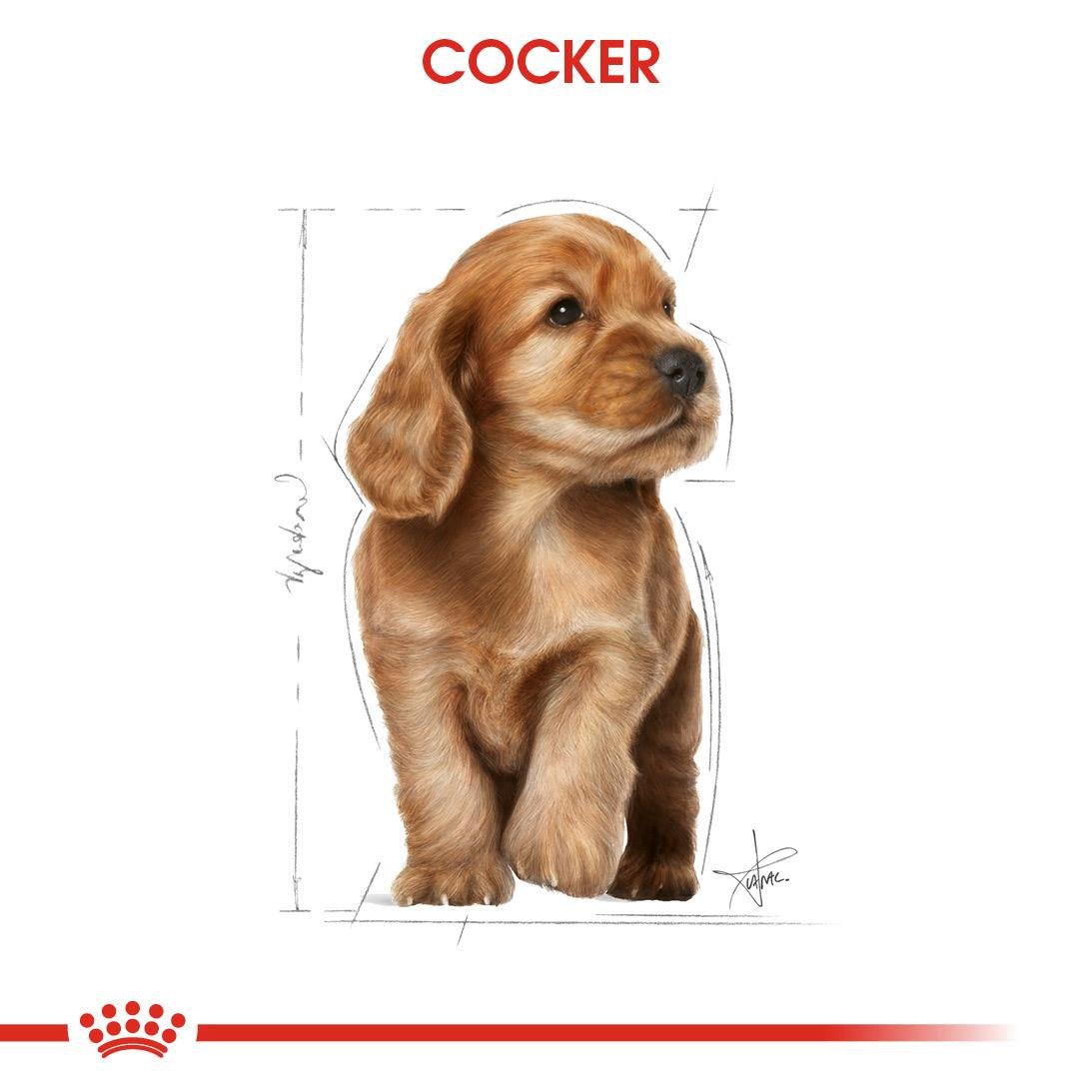 Royal Canin Cocker Puppy Yavru Köpek Maması 3 Kg