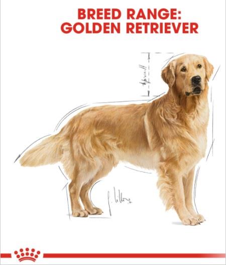 Royal Canin Golden Retriever Adult Yetişkin Köpek Maması 12 Kg
