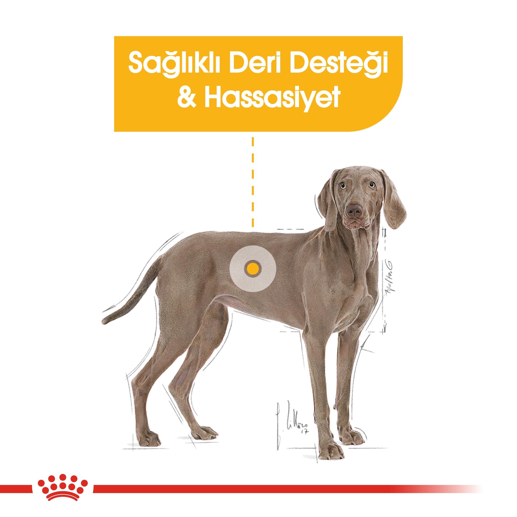 Royal Canin Maxi Dermacomfort Büyük Irk Yetişkin Köpek Maması 12 Kg