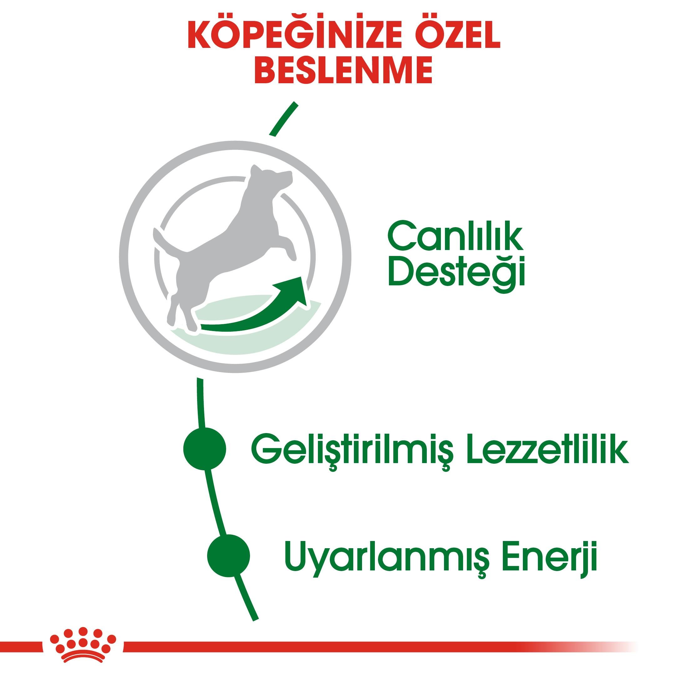 Royal Canin Mini Adult 8+ Yaşlı Küçük Irk Köpek Maması 2 Kg