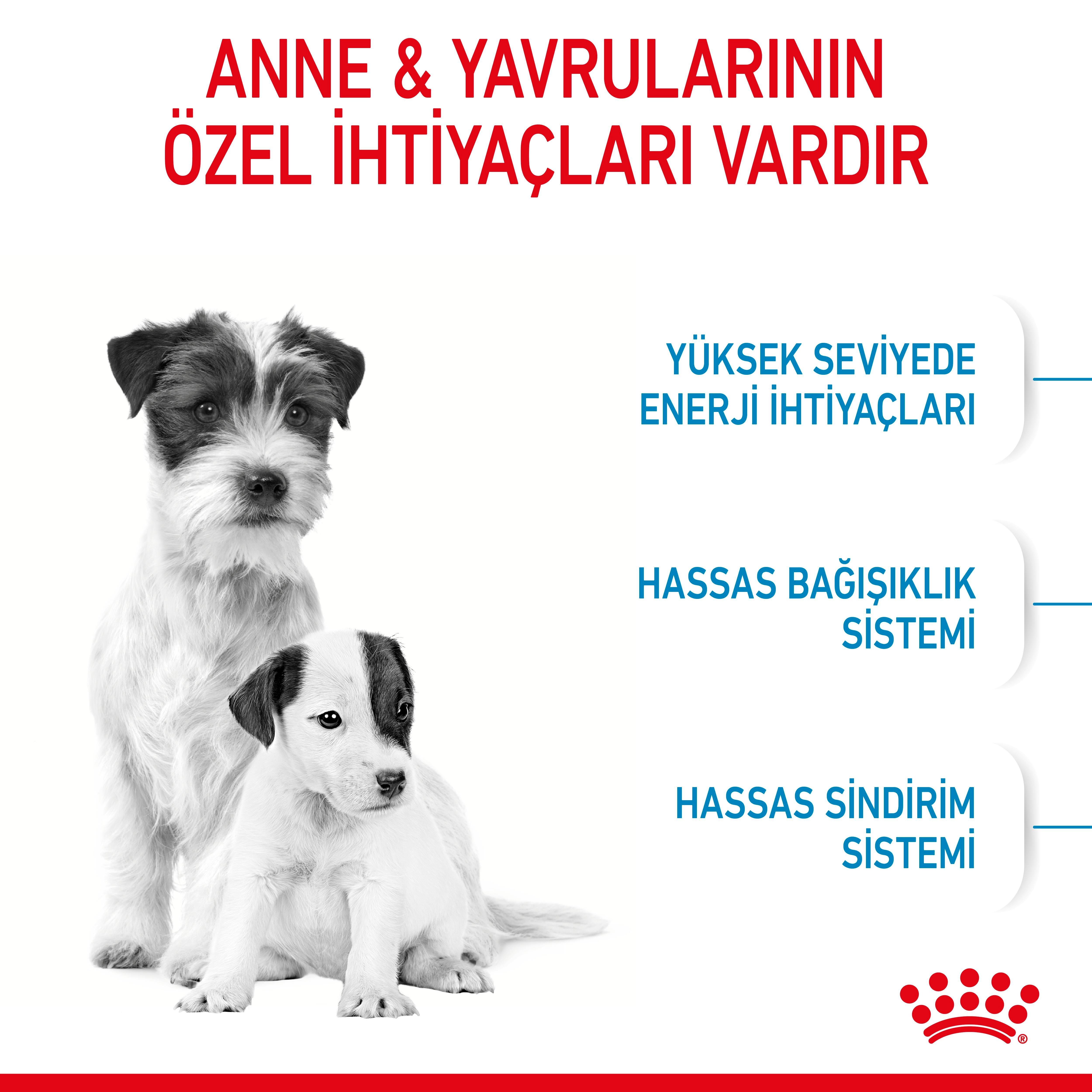 Royal Canin Mini Starter Mother&Babydog Anne ve Yavru Köpek Maması 4 Kg