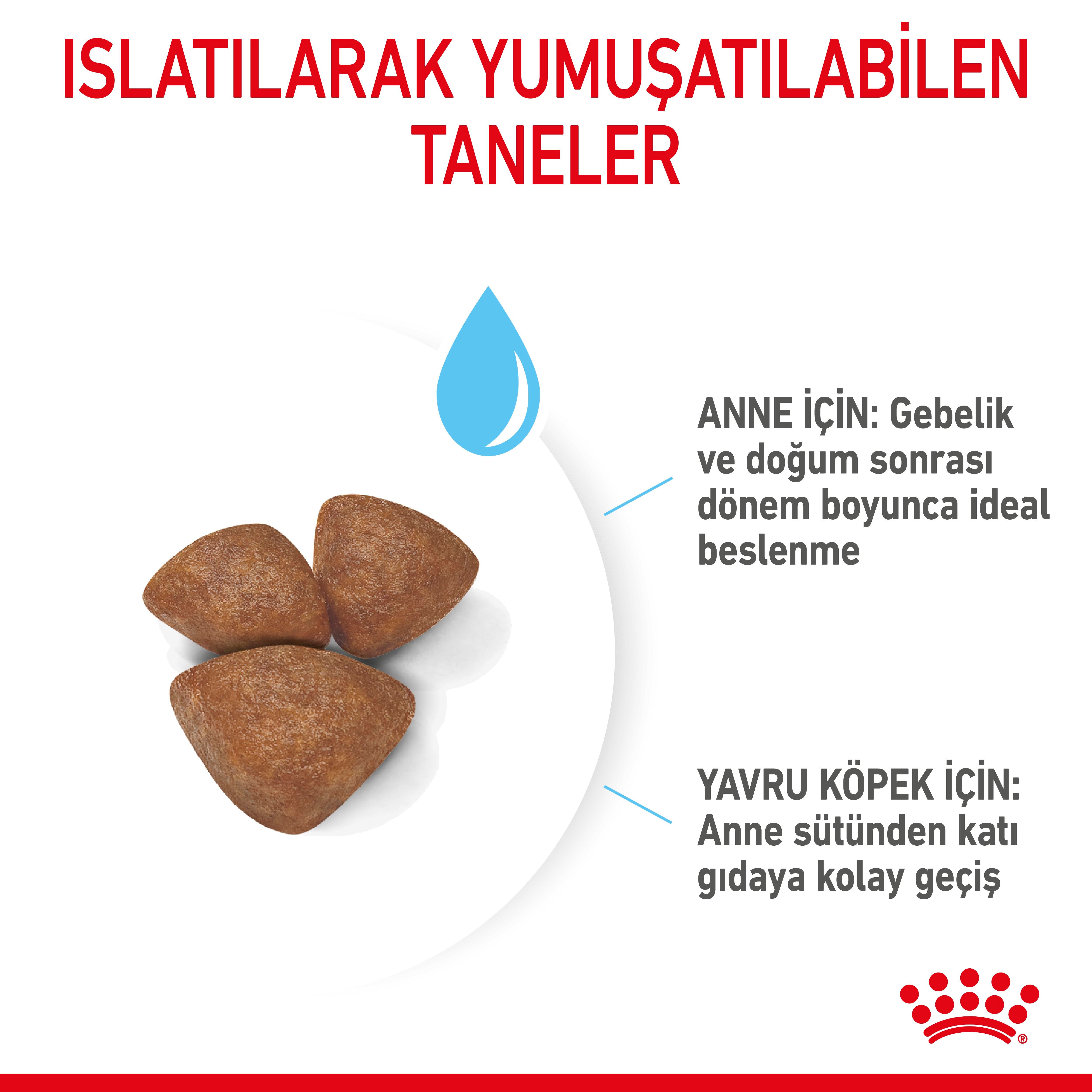 Royal Canin Mini Starter Mother&Babydog Anne ve Yavru Köpek Maması 4 Kg