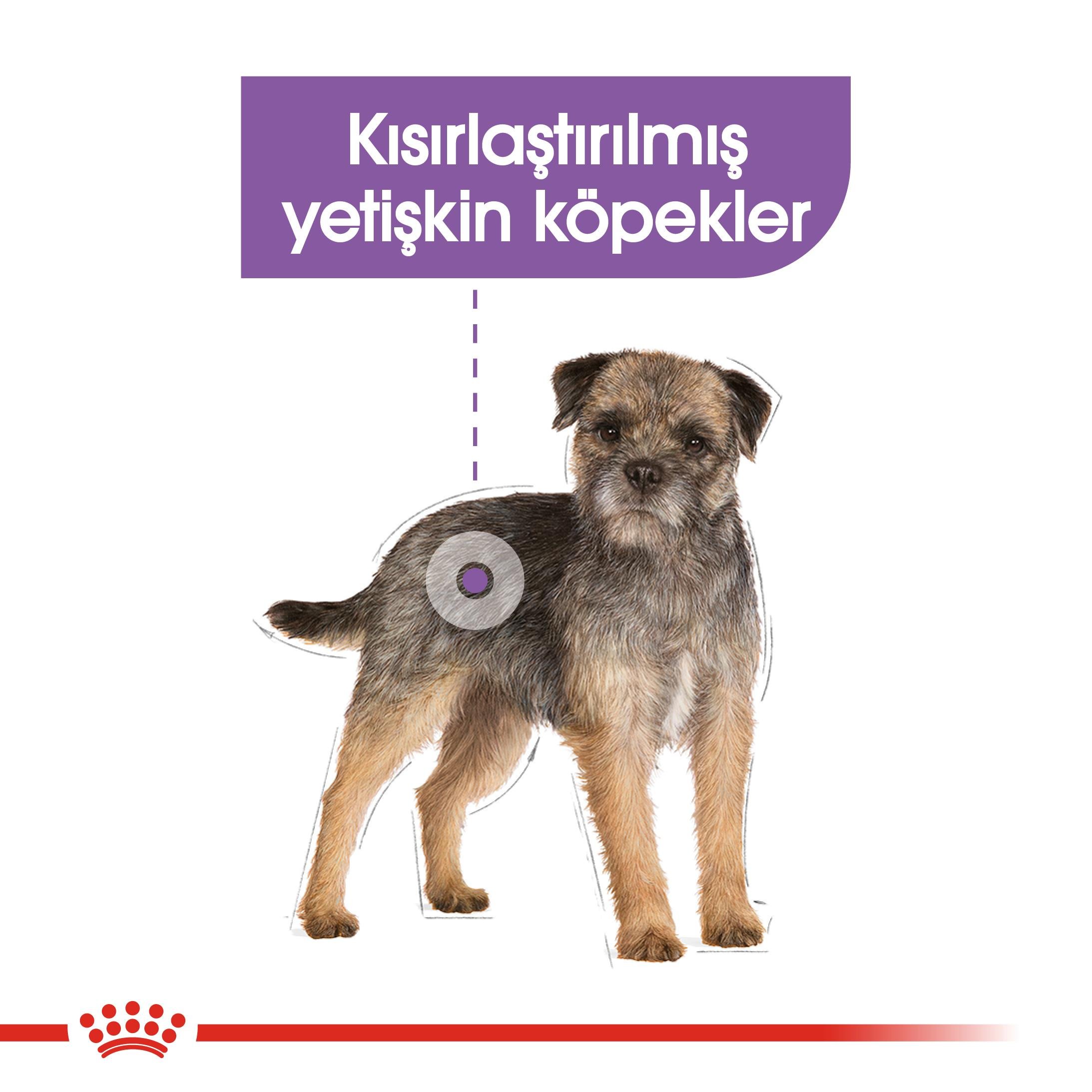 Royal Canin Mini Sterilised Kısırlaştırılmış Yetişkin Küçük Irk Köpek Maması 3 Kg