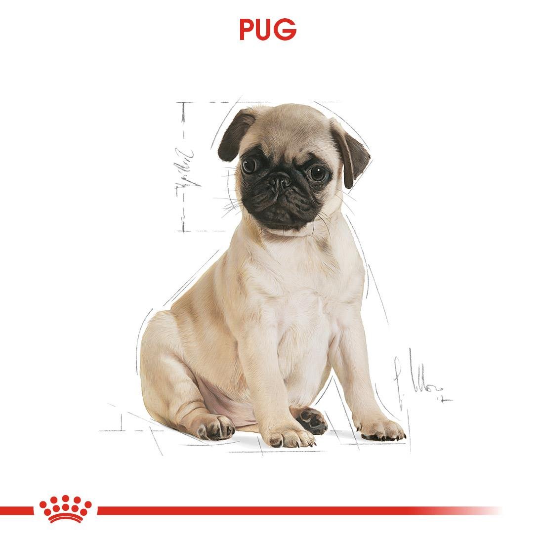 Royal Canin Pug Puppy Yavru Köpek Maması 1.5 Kg