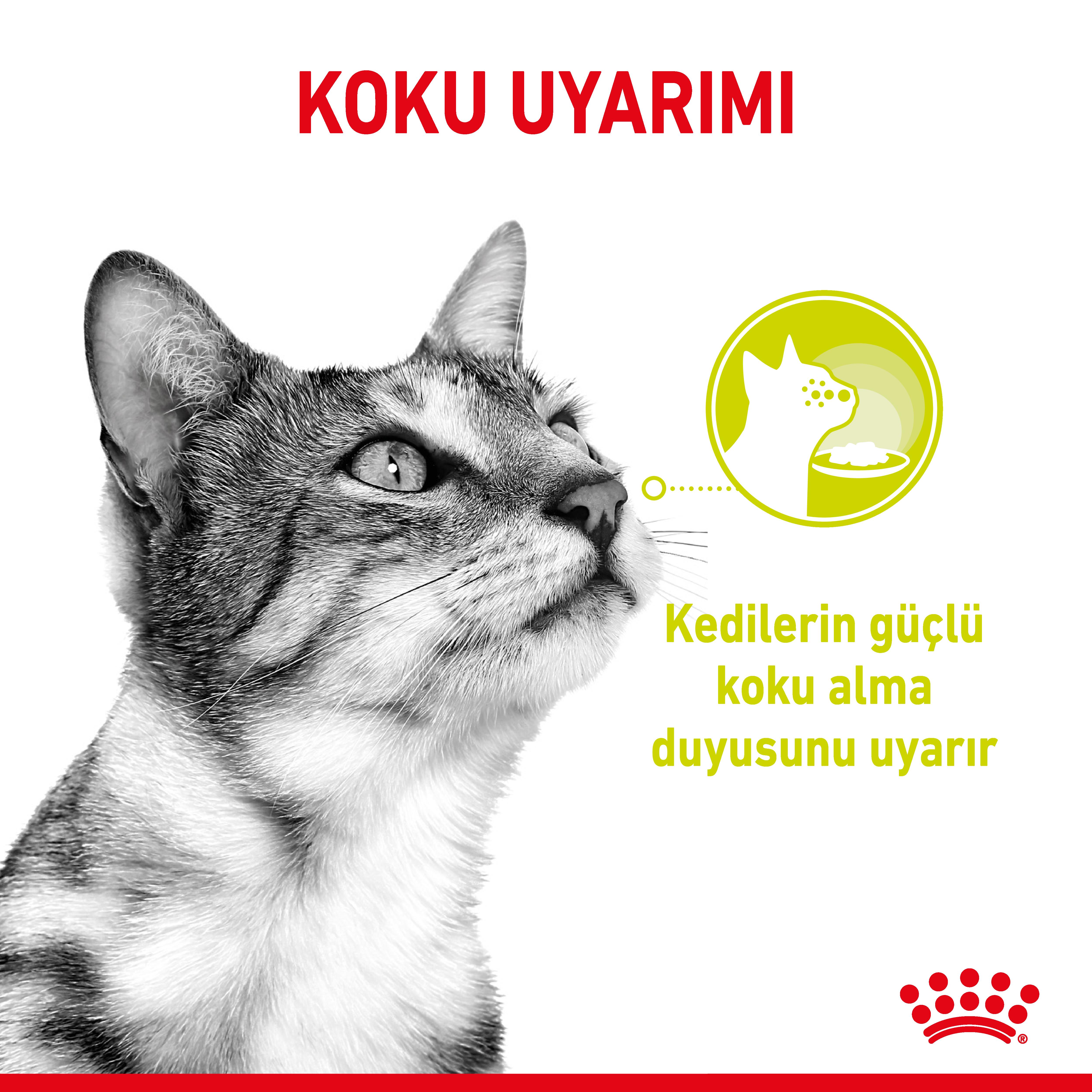 Royal Canin Sensory Smell Jelly Pouch Yetişkin Kedi Yaş Maması 85 Gr