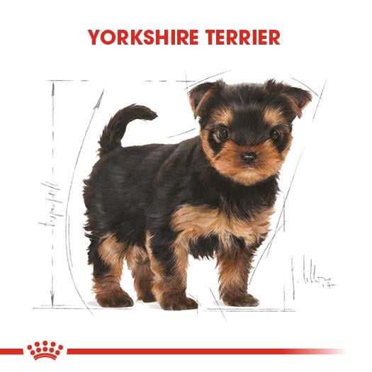 Royal Canin Yorkshire Terrier Puppy Yavru Köpek Maması 1.5 Kg