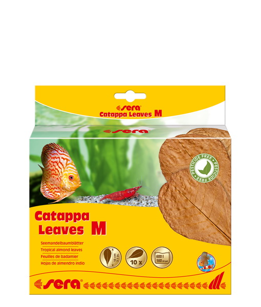 Sera Catappa Yaprağı 10 Adet 18 Cm 