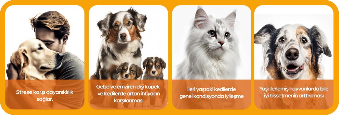Zoetis Vmp Kedi & Köpek Vitamin Tablet (50 Tablet)