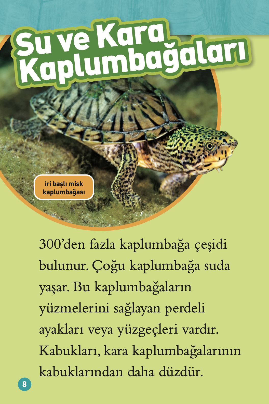 Kaplumbağalar