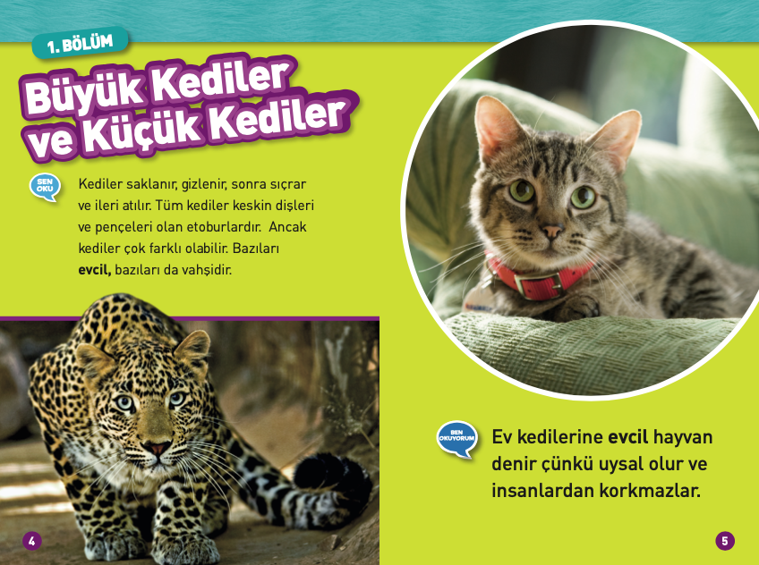 Kediler