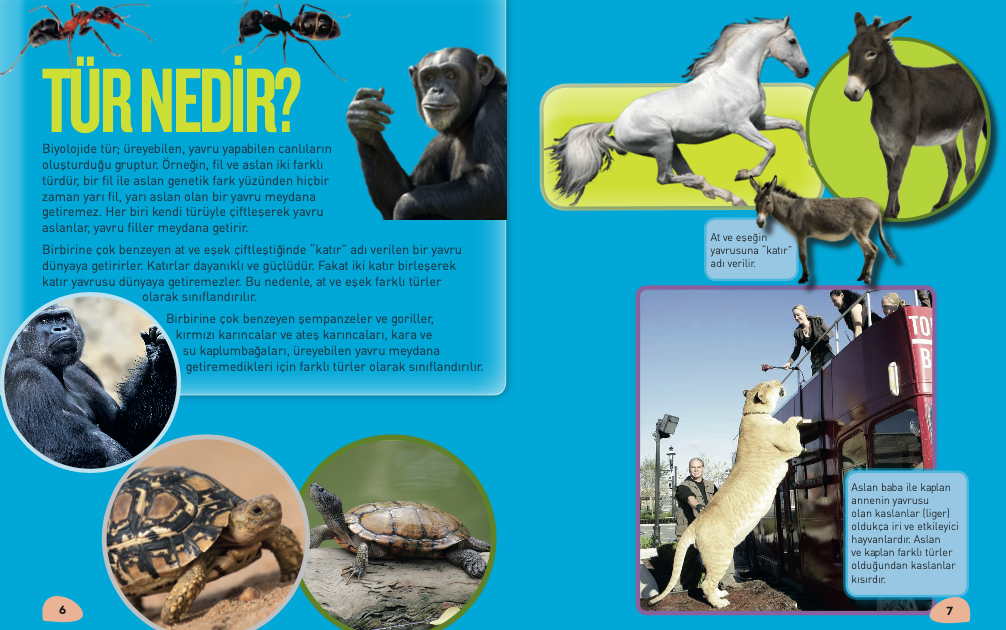 Koruma Altındaki Türler