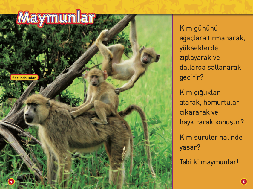 Maymunlar