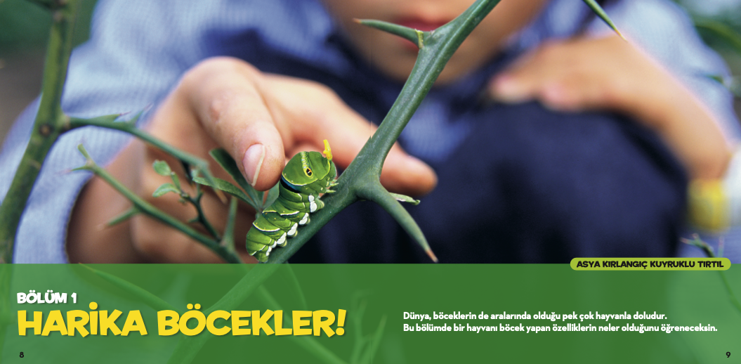 National Geographic İlk Böcekler Kitabım