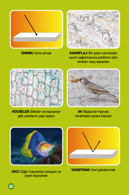 Renk Değiştiren Hayvanlar