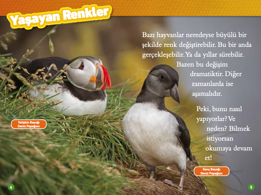 Renk Değiştiren Hayvanlar