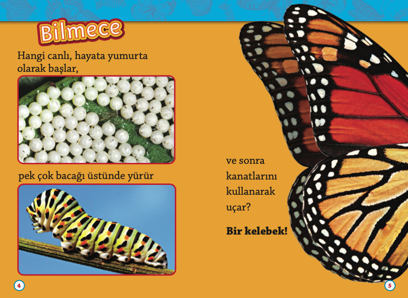 Tırtıldan Kelebeğe