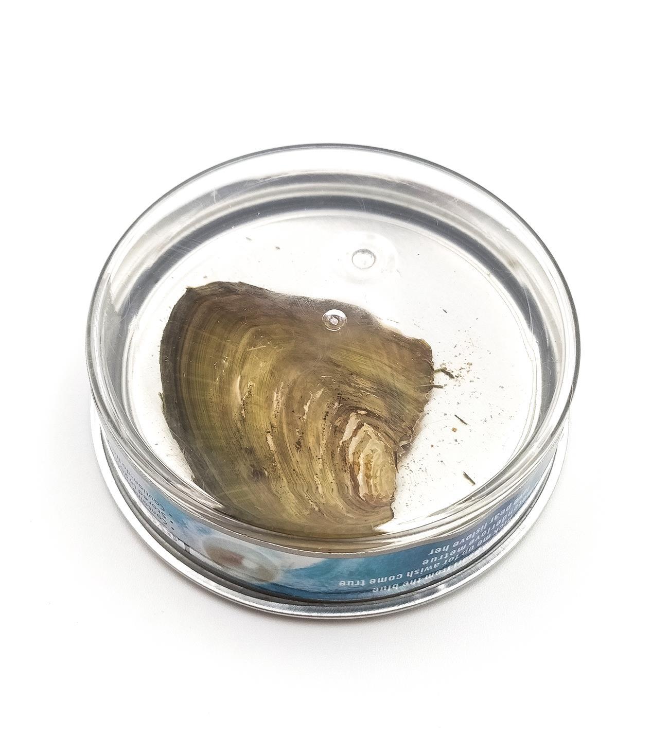 İstiridye İçinde Gerçek İnci Kolye 