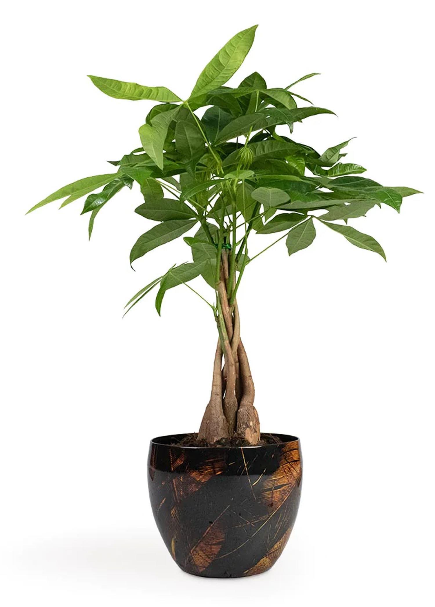 Vive El Yapımı Metal L Saksı 21x16 cm