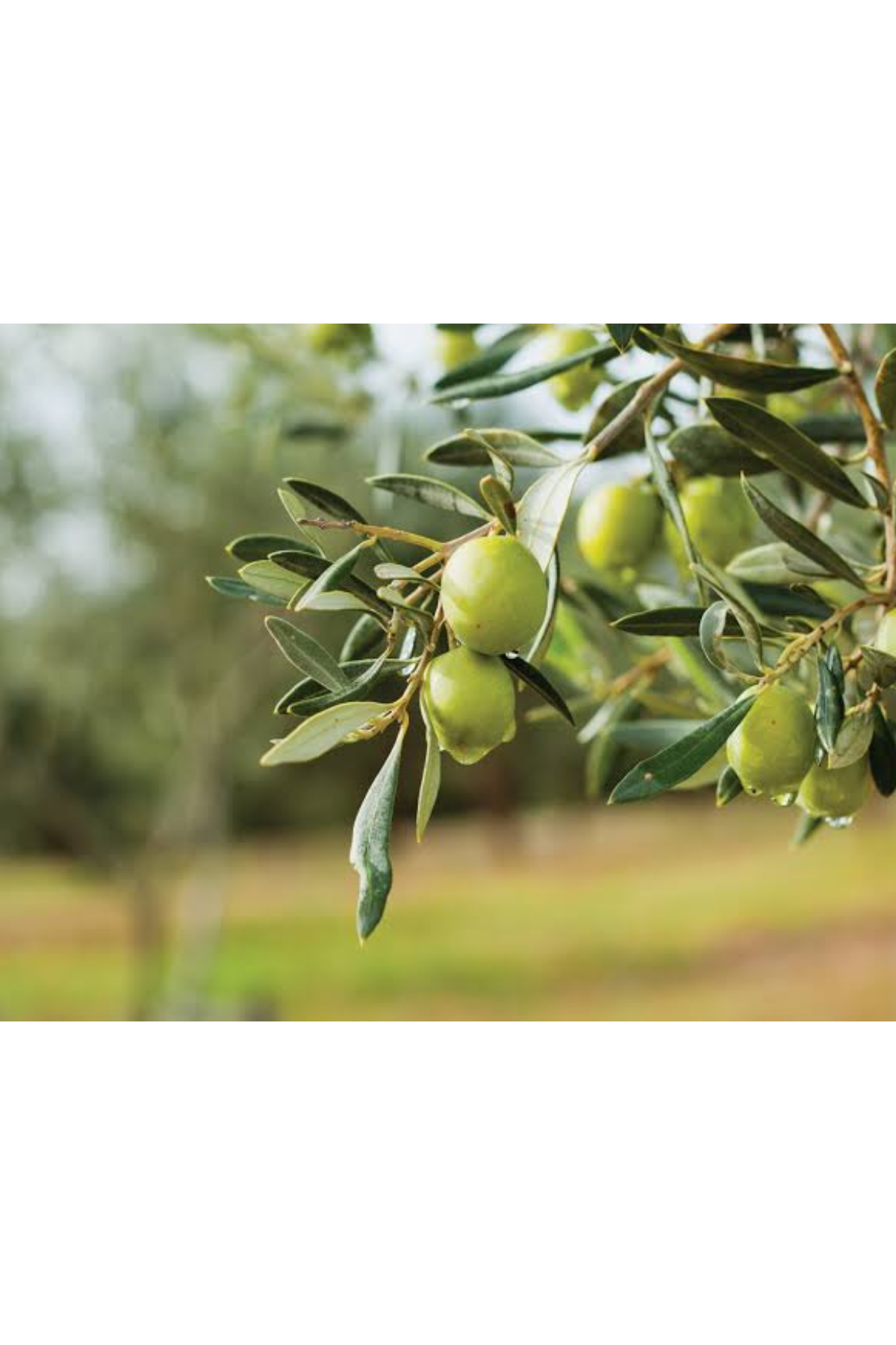 Erken Hasat Natural Kilis Zeytinyağı 18 Lt
