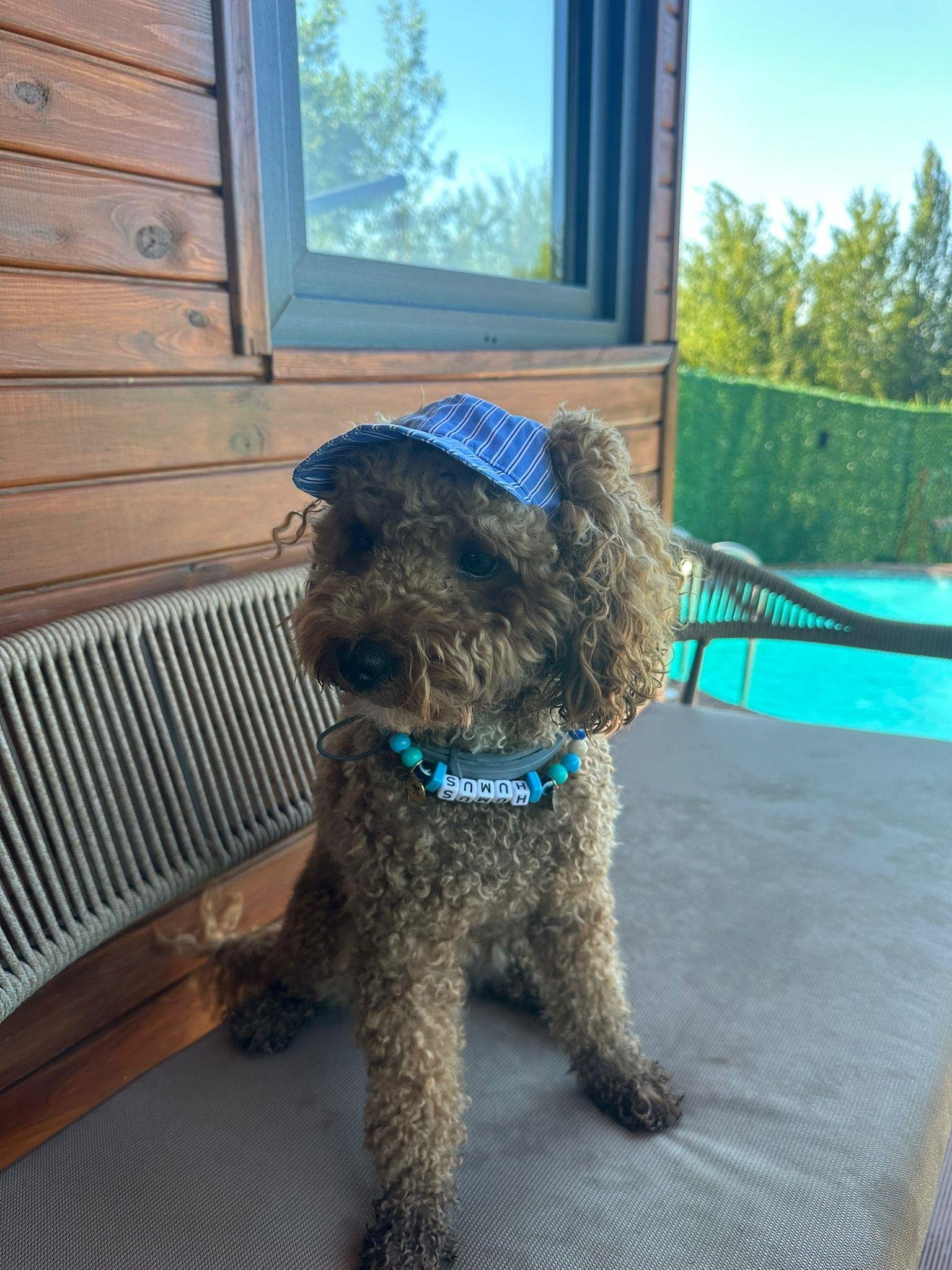 Çizgili Kep Kedi Köpek Şapkası