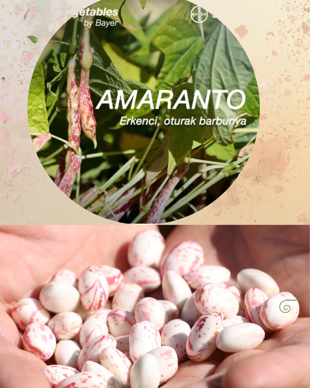 SEMİNİS AMARANTO BARBUNYA TOHUMU 1 KG 