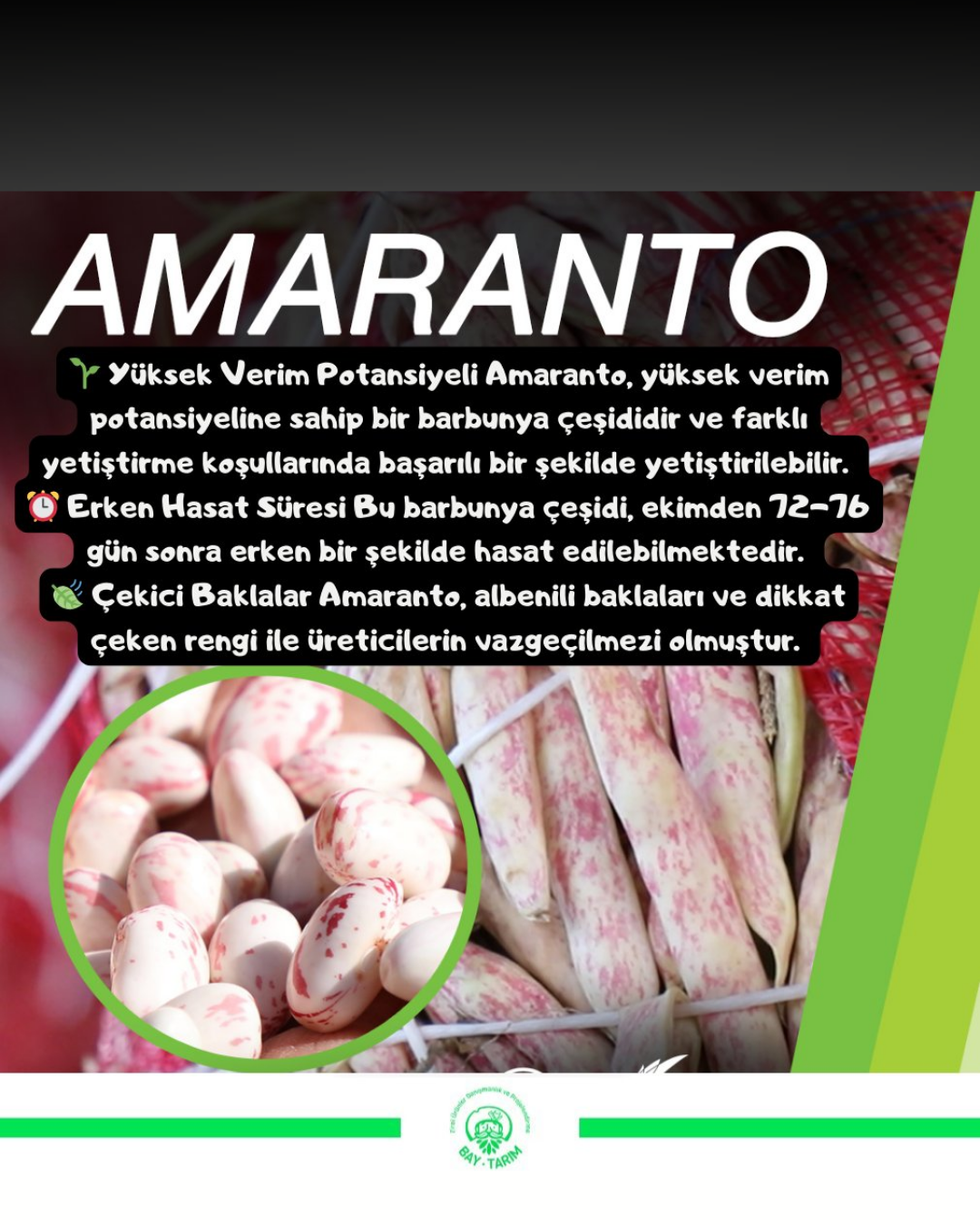 SEMİNİS AMARANTO BARBUNYA TOHUMU 1 KG 