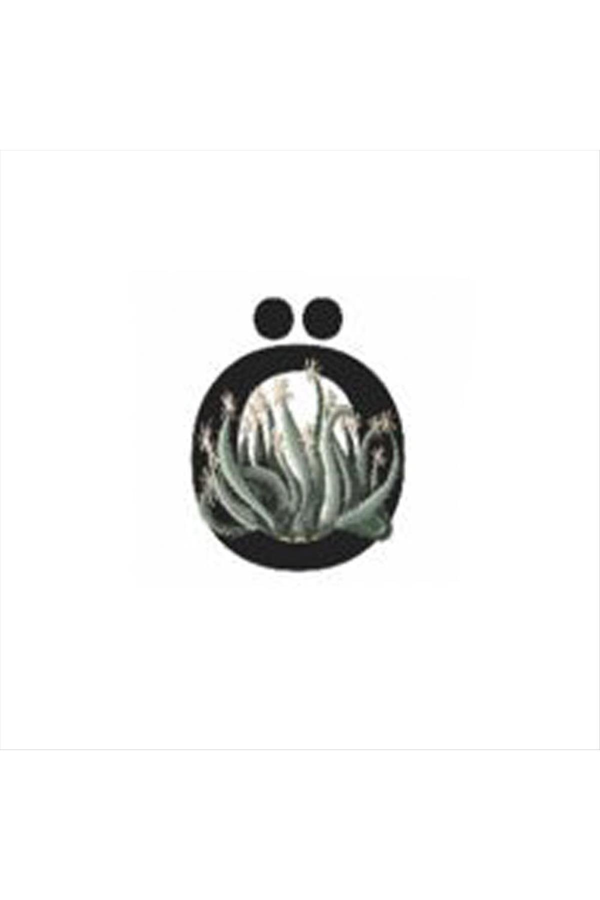 Harf Figürlü Kaktüs Sukulent Saksısı