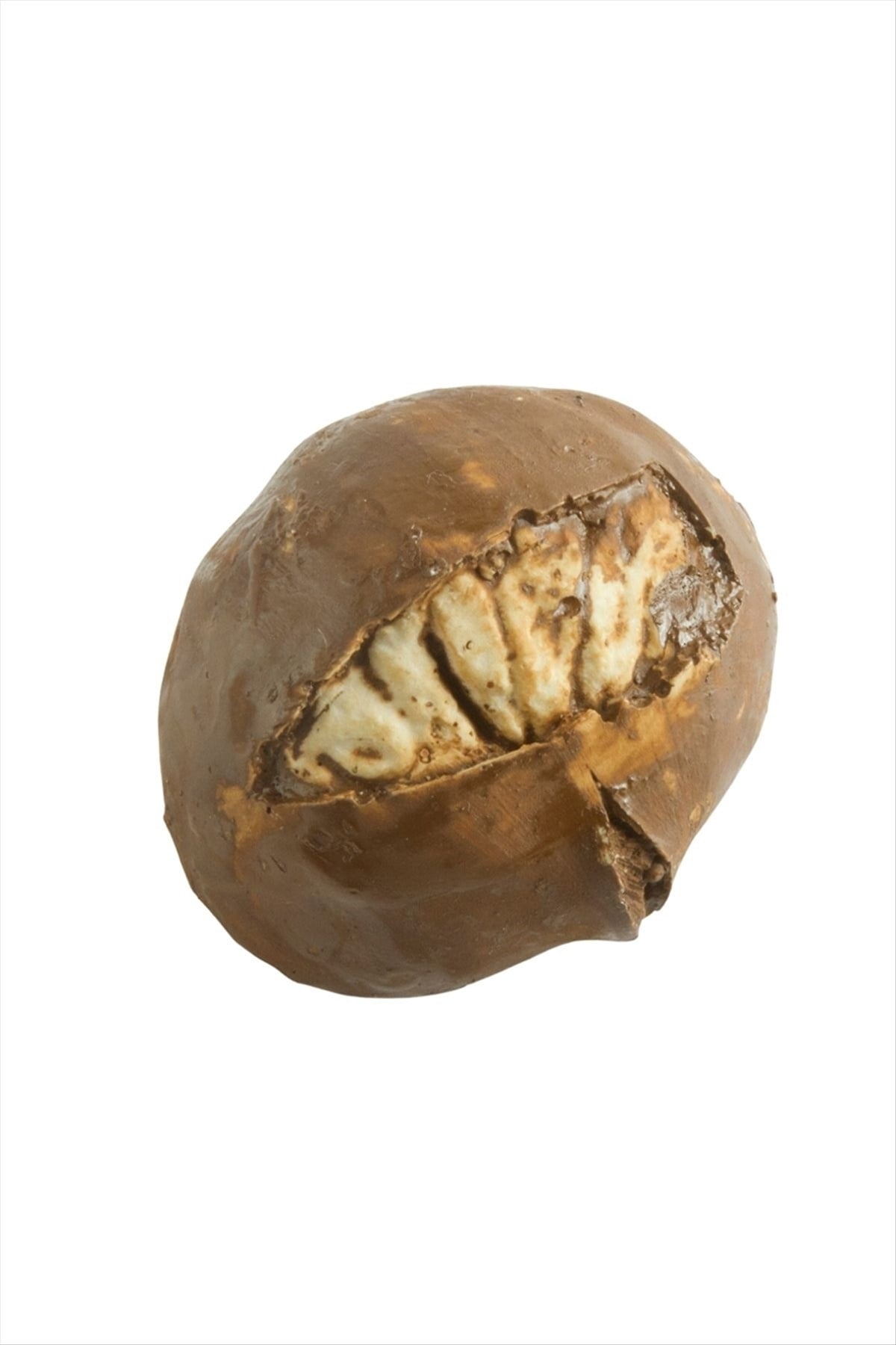 Kestane Magnet