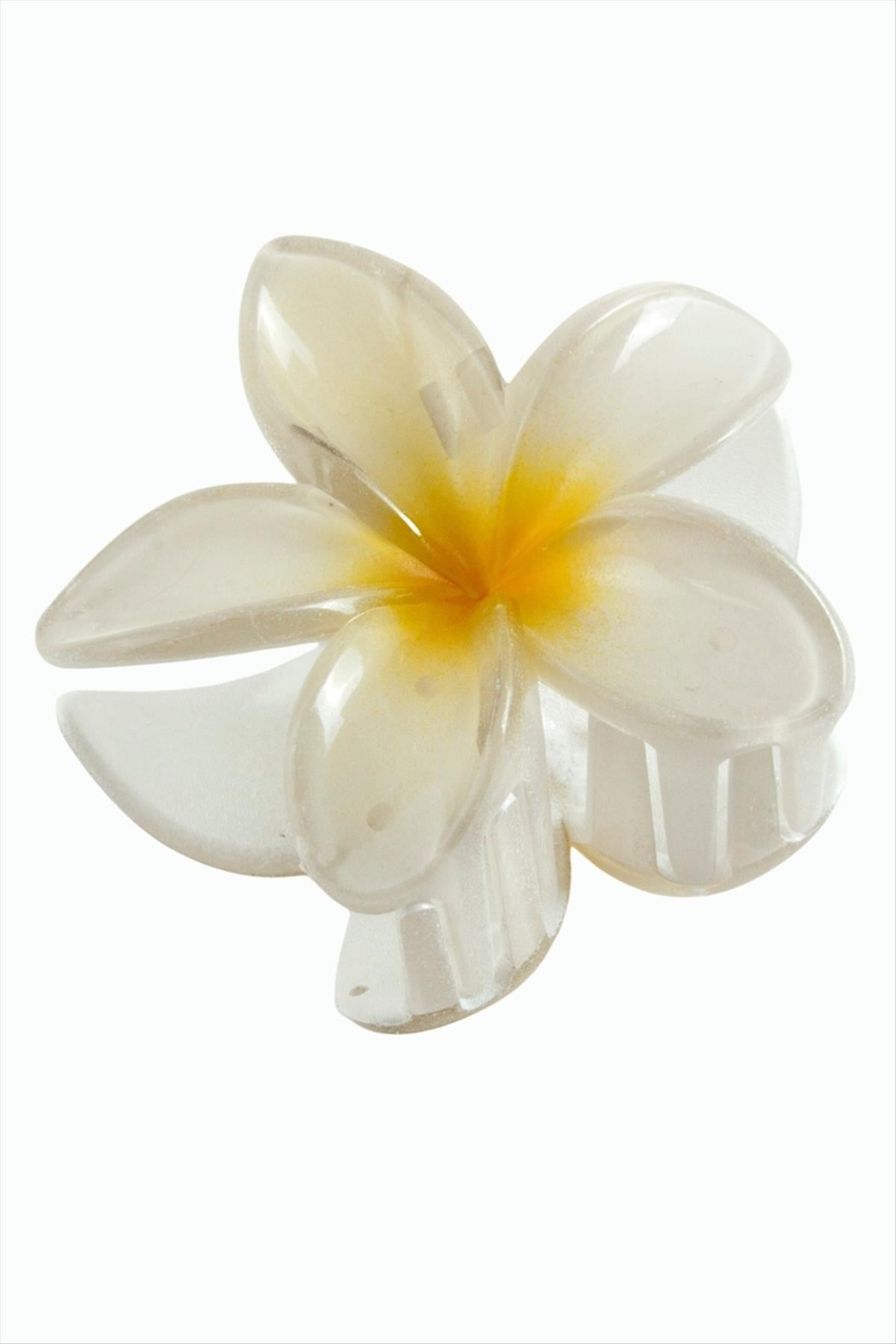 Lotus Toka 8 cm