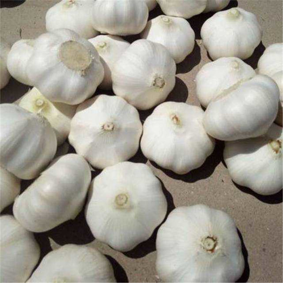 Taze Sarımsak Kg