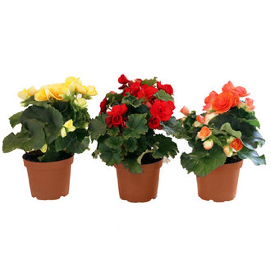  CANLI CICEK. KALANCHOE Q10,5 