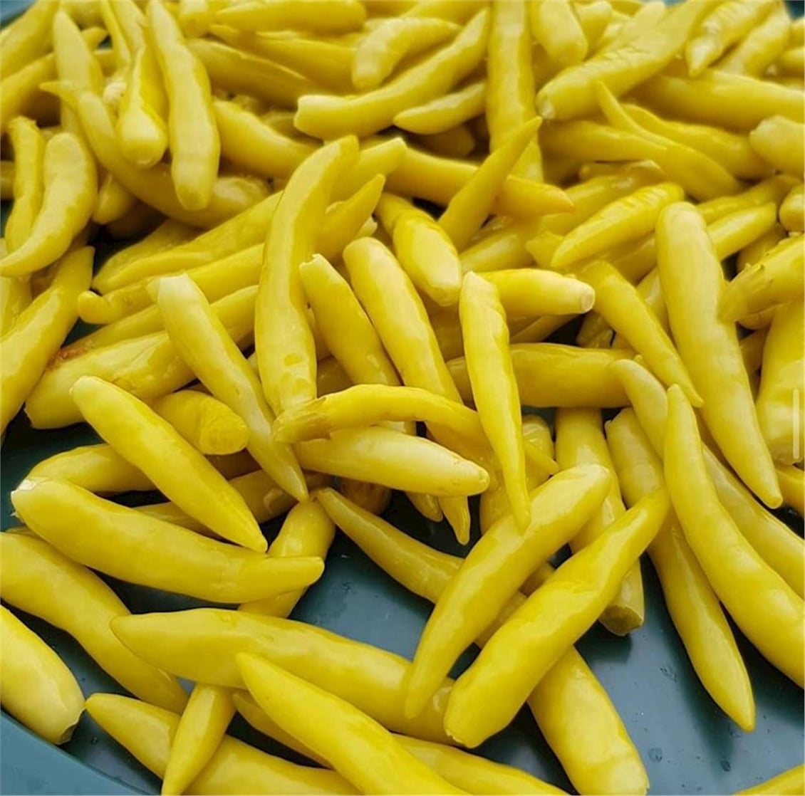 Tursu Yakan Bıber Kg