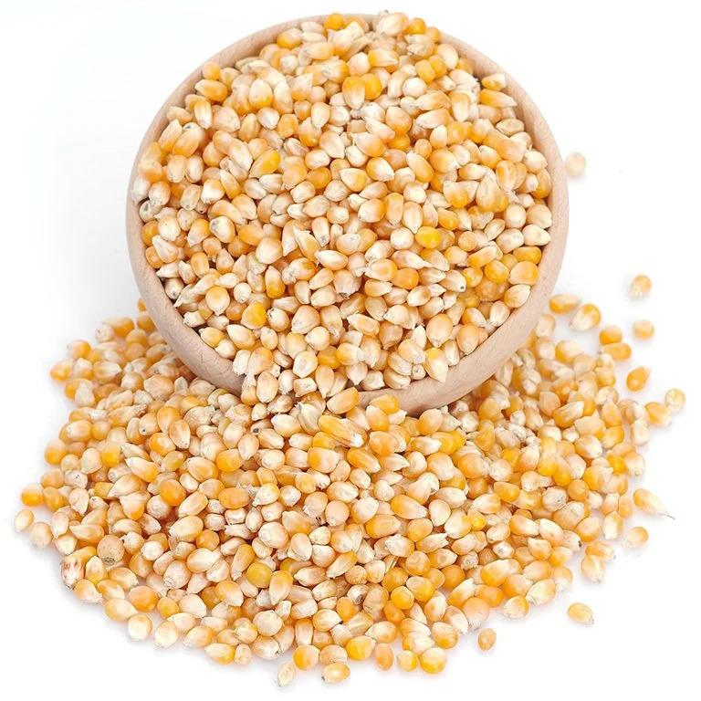 Popcorn Mısır (Cin Mısır)