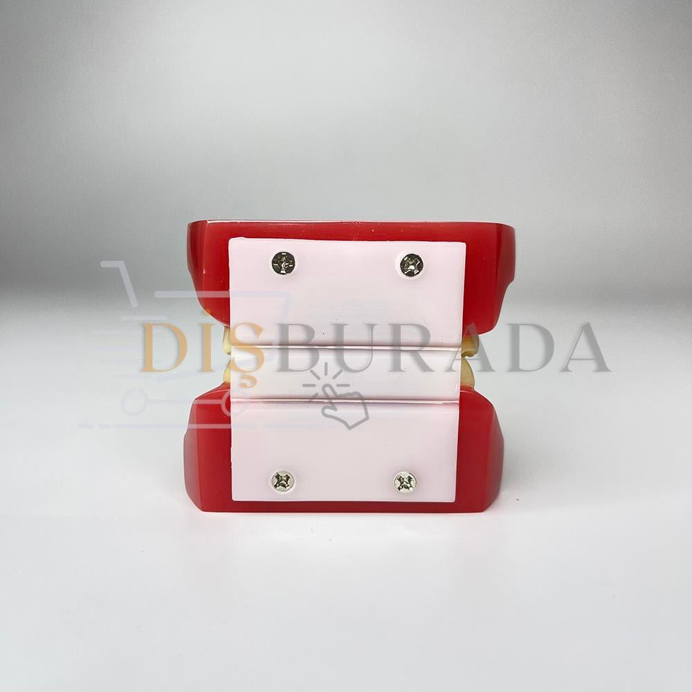 Diamonds Ortodontik Model Diş 2