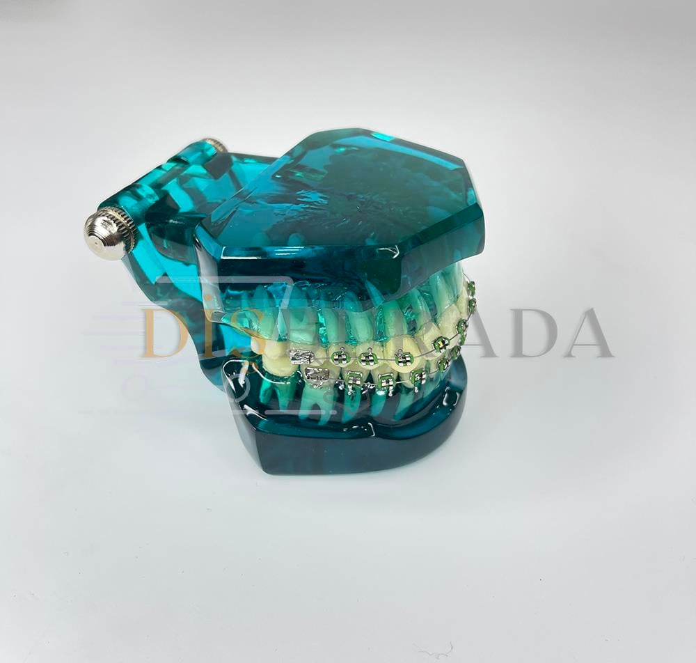 Diamonds Ortodontik Model Diş