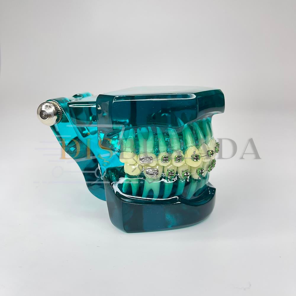 Diamonds Ortodontik Model Diş