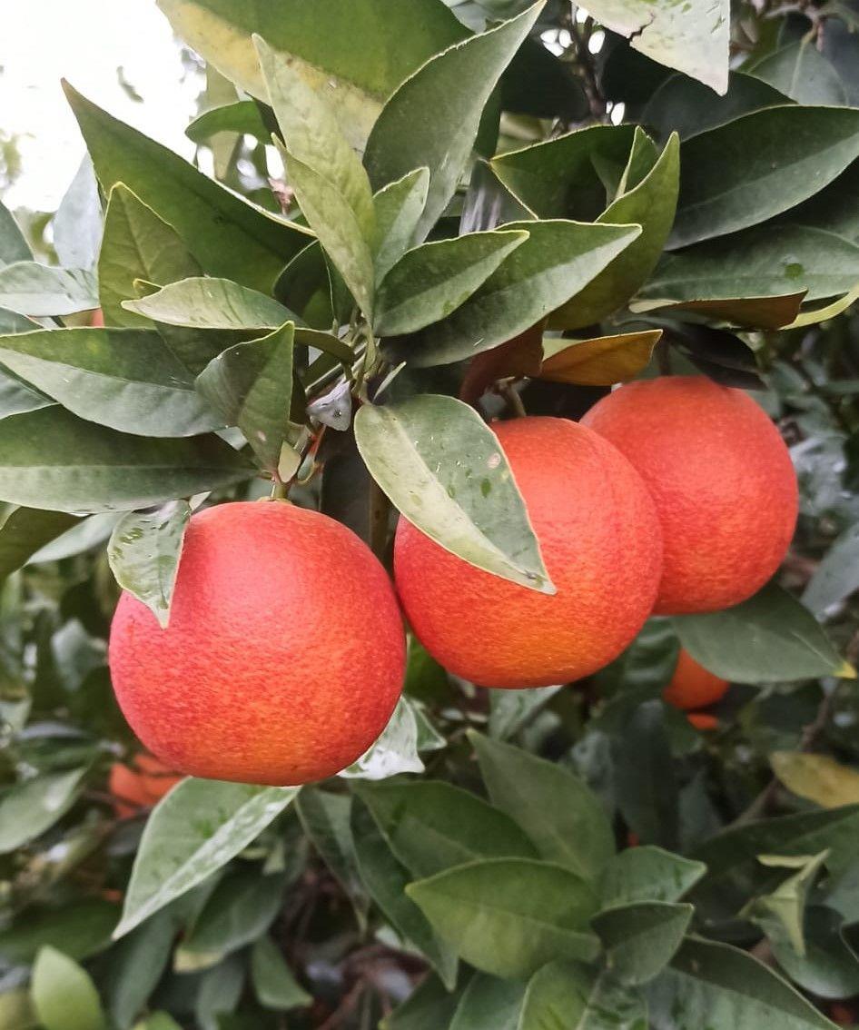 KANLI PORTAKAL 1 KG