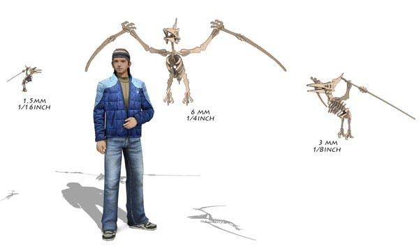 Orta Seviye Dinazorlar Pterodaktil Dinazor Maketi | Orta Seviye3D Sergi