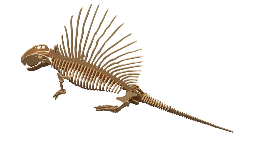 Orta Seviye DinazorlarDimetrodon Dinazor Maketi | Orta Seviye3D Sergi