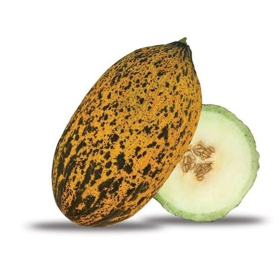 KAVUN KIRKAGAÇ-ÇITIR *Kg