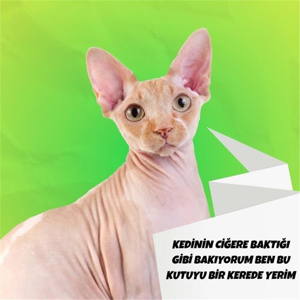 Kedi Barf 8 kg Kedi Maması