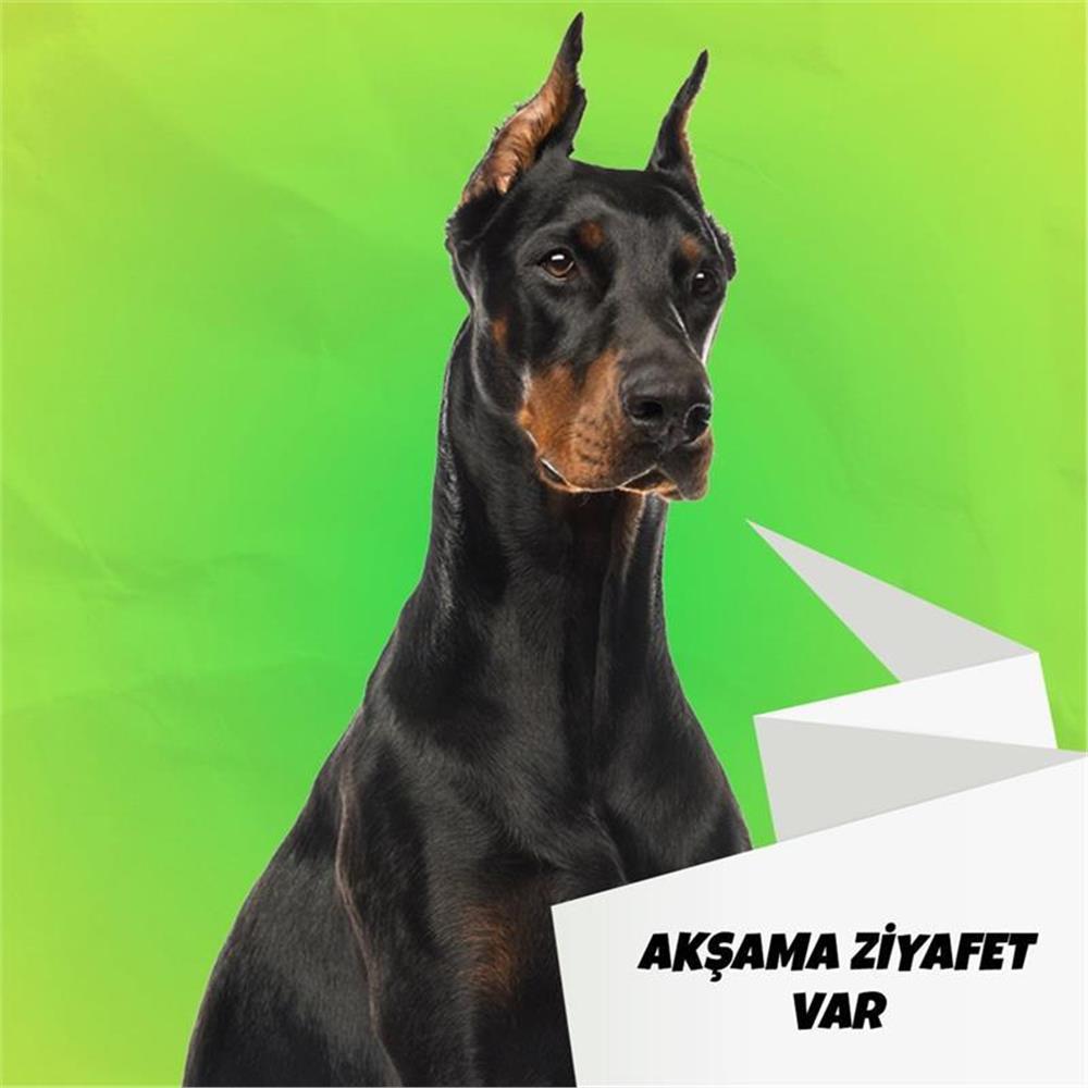 Mix Barf 10 kg 770 GR Salam Paket Tekli Ambalajlarda Köpek Maması