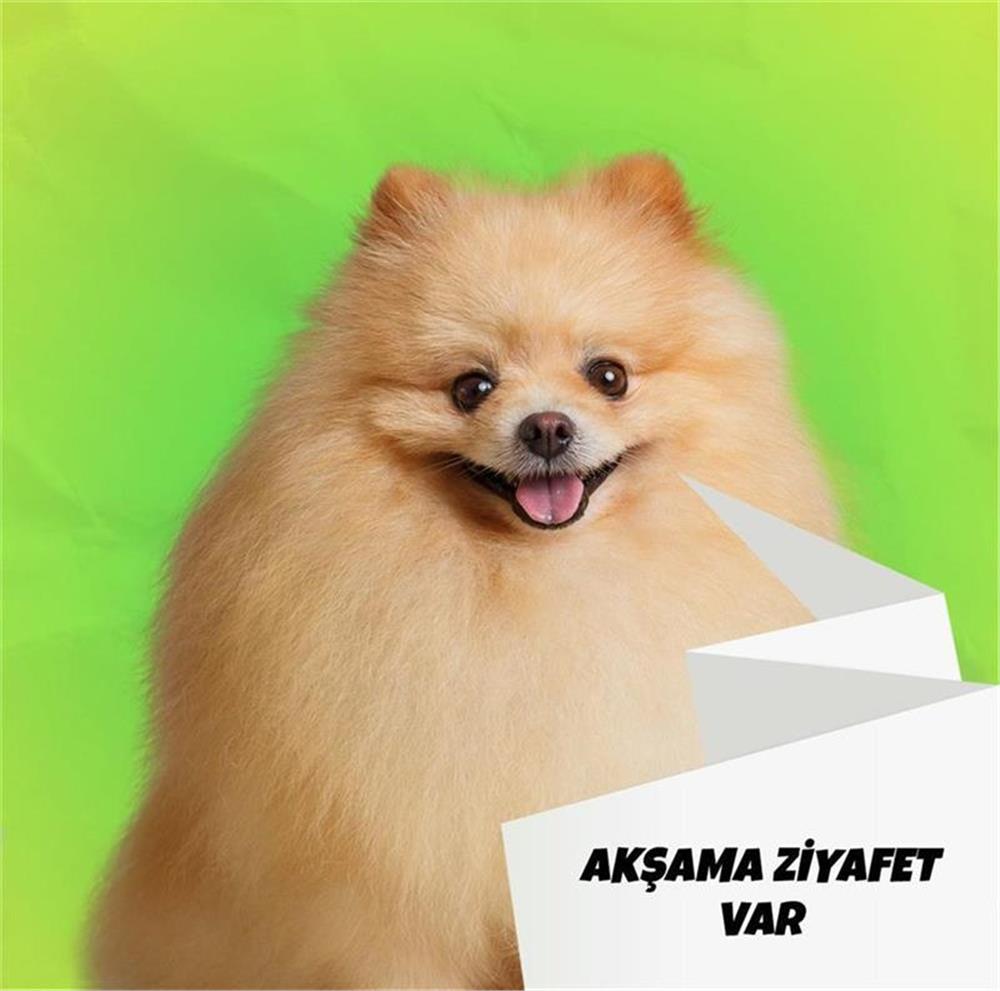Mix Barf 6 kg 250 GR Salam Paket Tekli Ambalajlarda Köpek MamasI