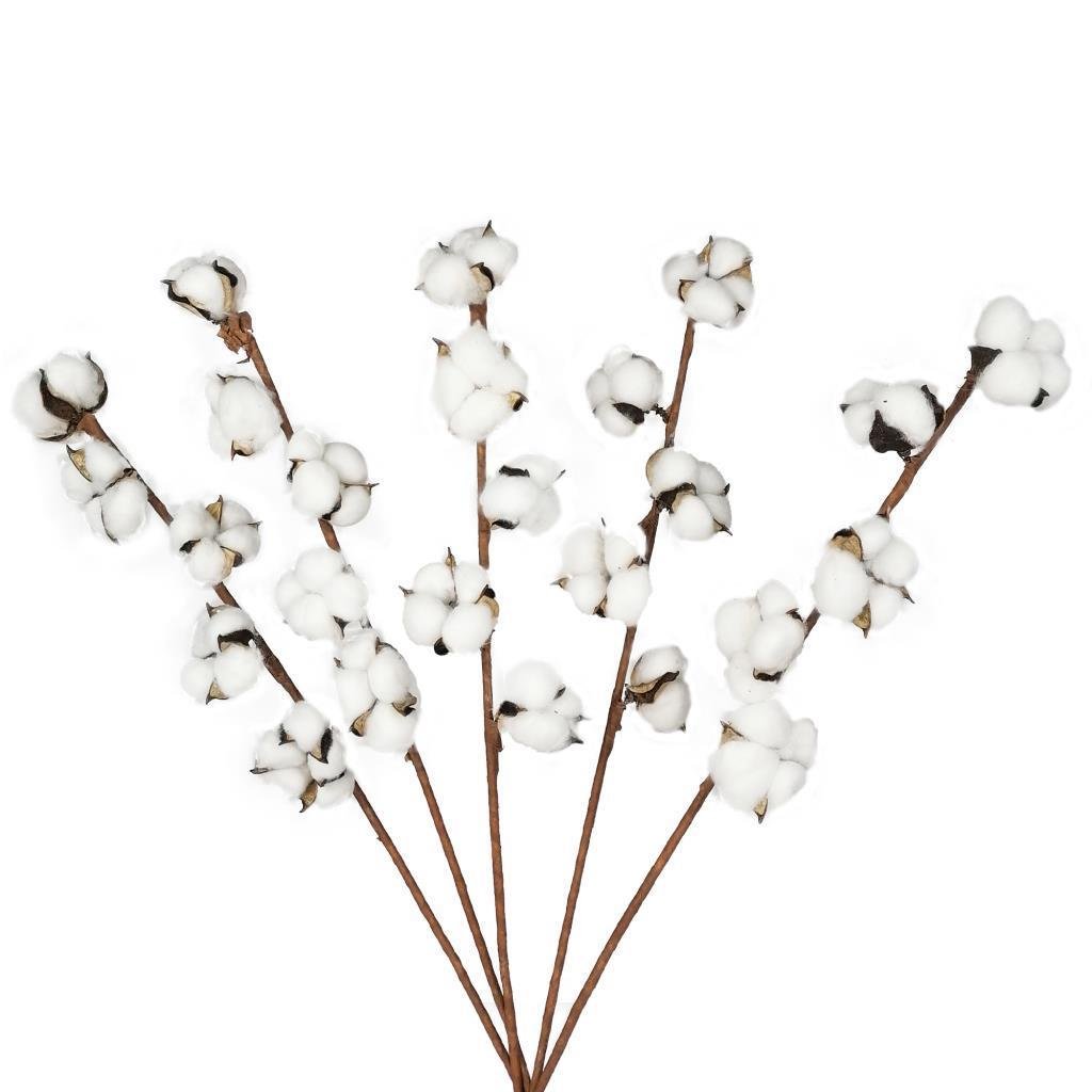 Doğal Pamuk Çiçeği 5Adet 5 li Kuru Çiçek 56cm Yapay Çiçek 